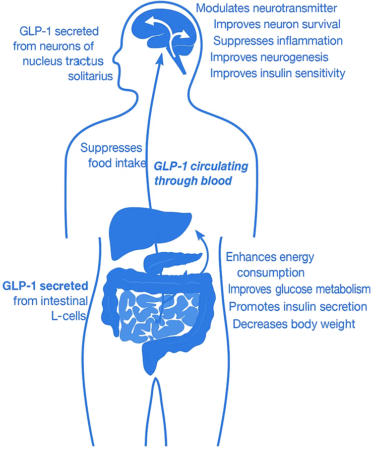 what-is-GLP1